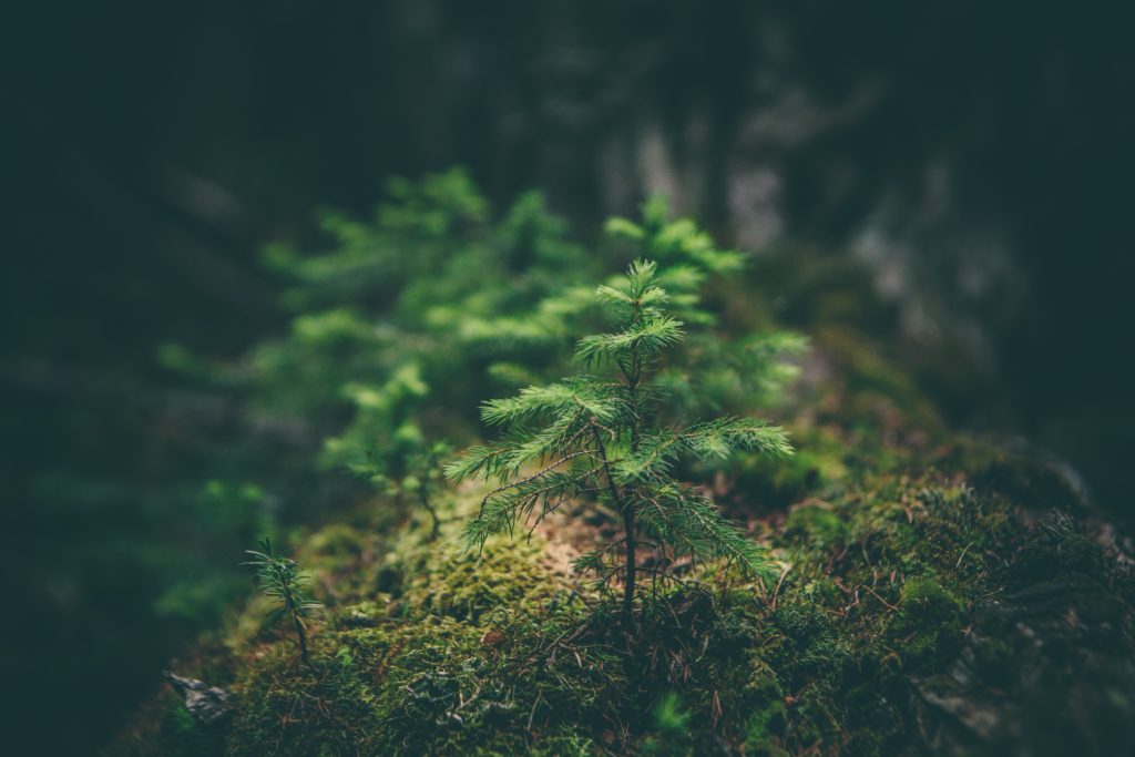 Small tree growing in forest